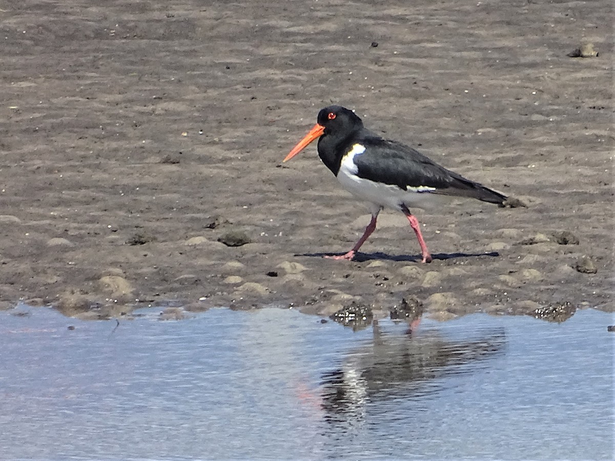 Pied Oystercatcher - ML374207001