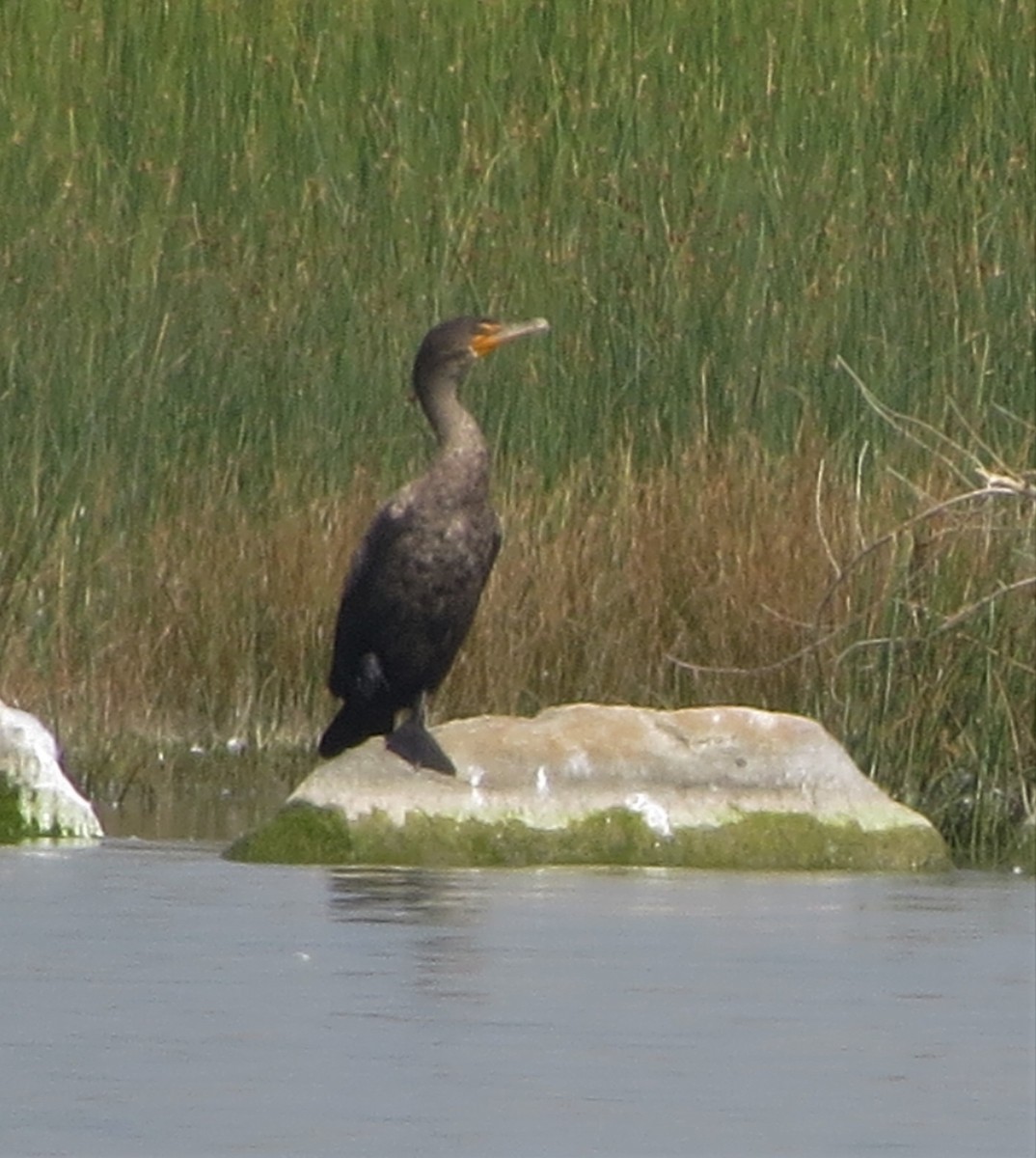 Cormoran à aigrettes - ML374207491