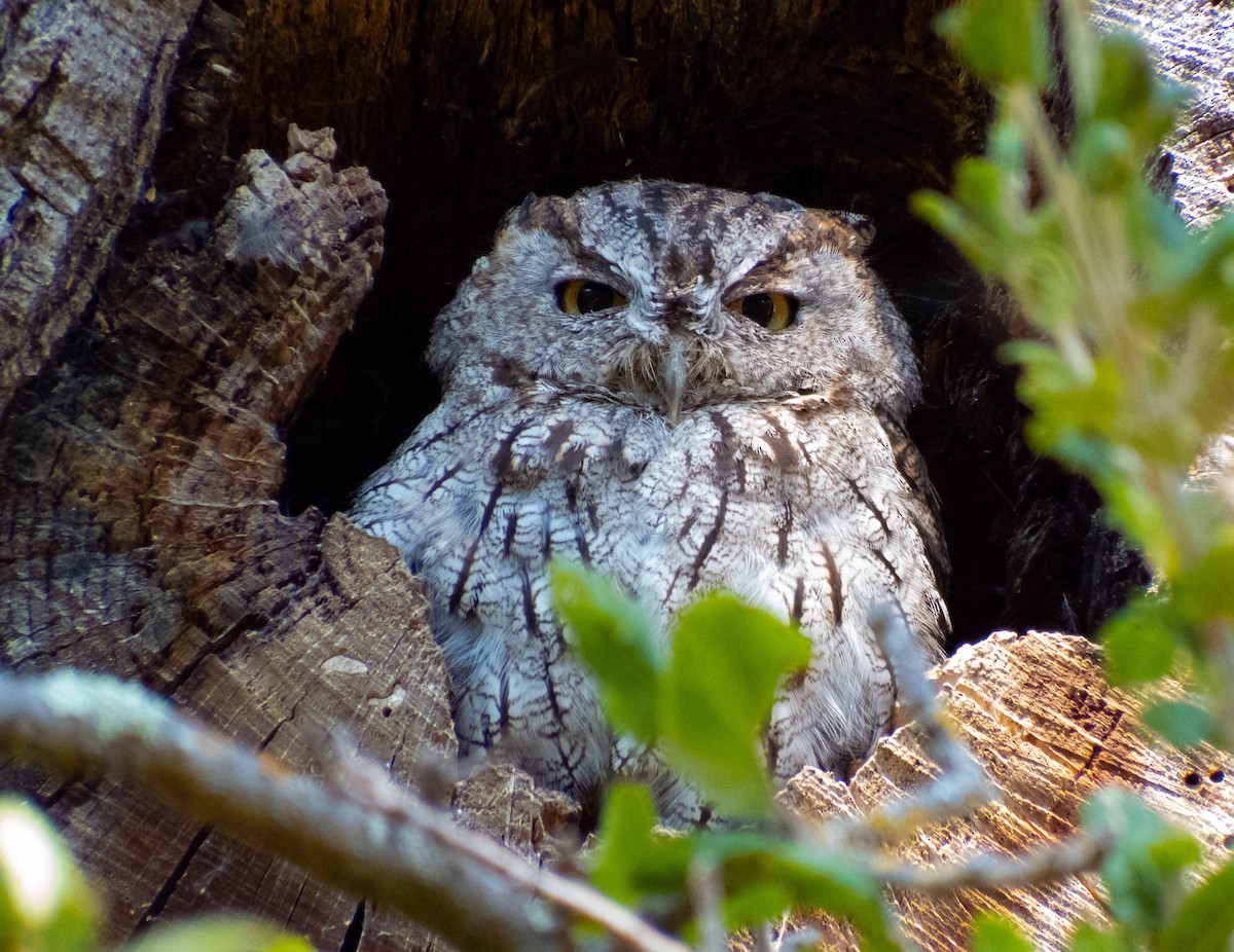 Western Screech-Owl - ML374208551