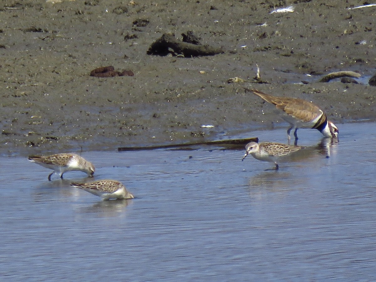 Western Sandpiper - Eric Wier