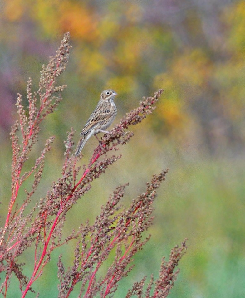 Vesper Sparrow - ML374209101