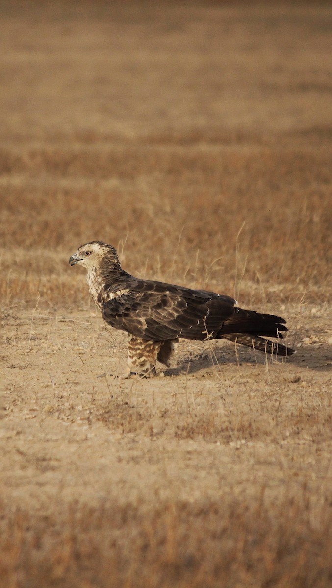 European Honey-buzzard - ML374210721