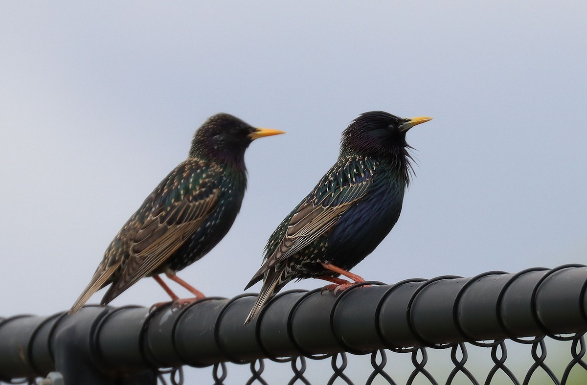 European Starling - ML374211321