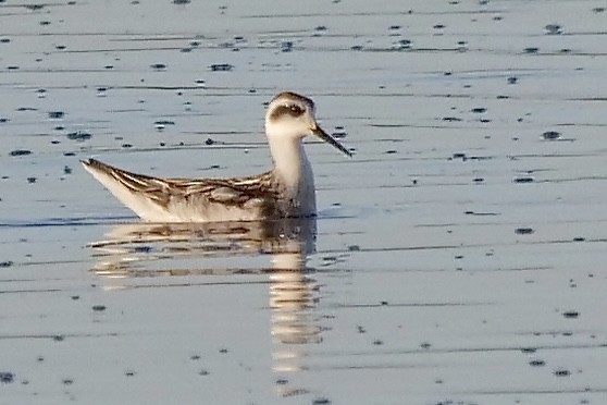 Red-necked Phalarope - Jeff Osborne