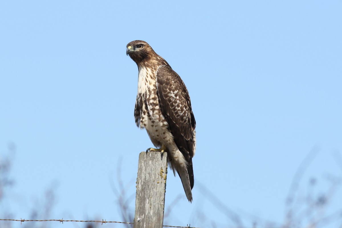 Red-tailed Hawk - ML374213431