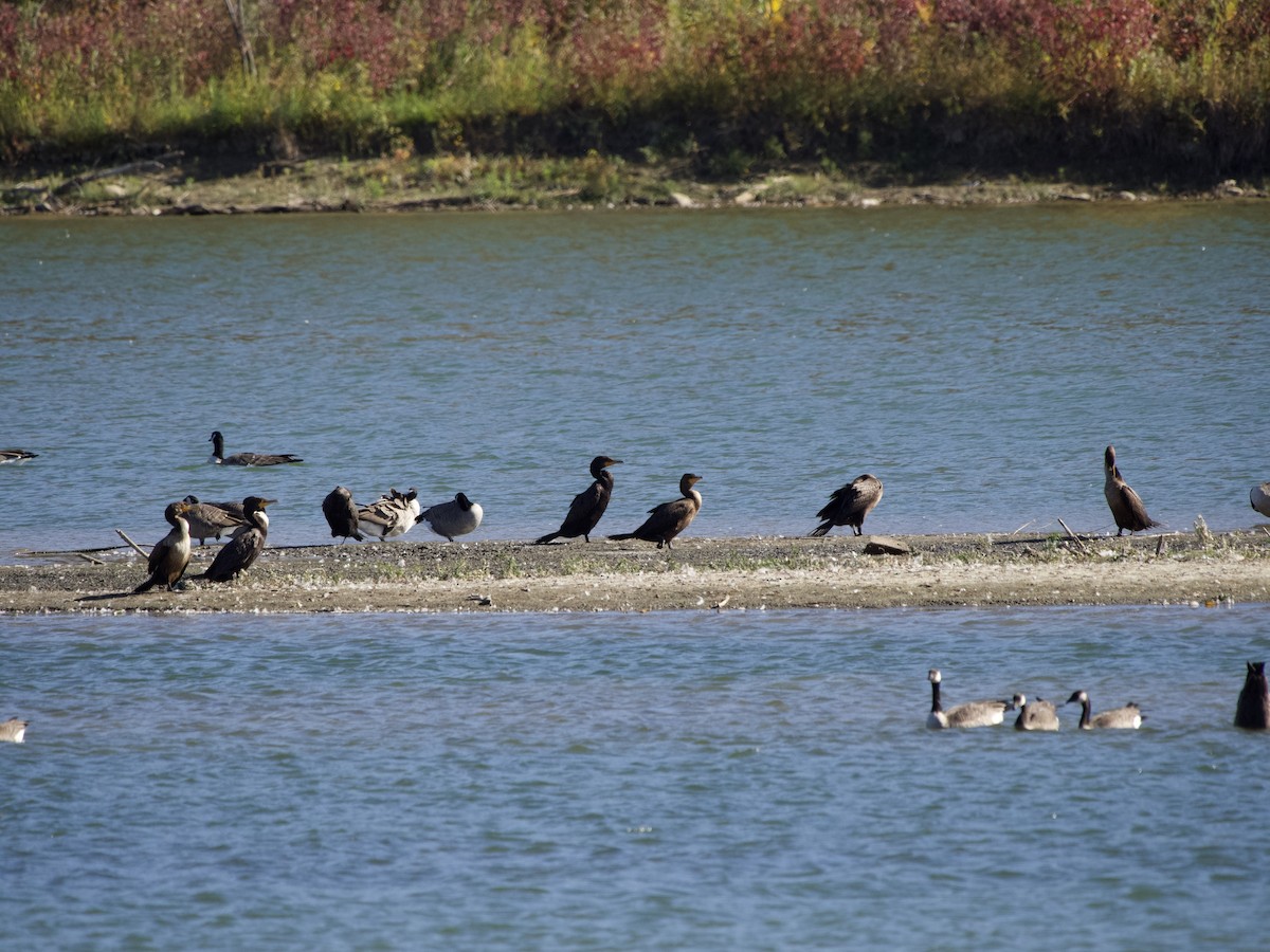 Double-crested Cormorant - ML374213731