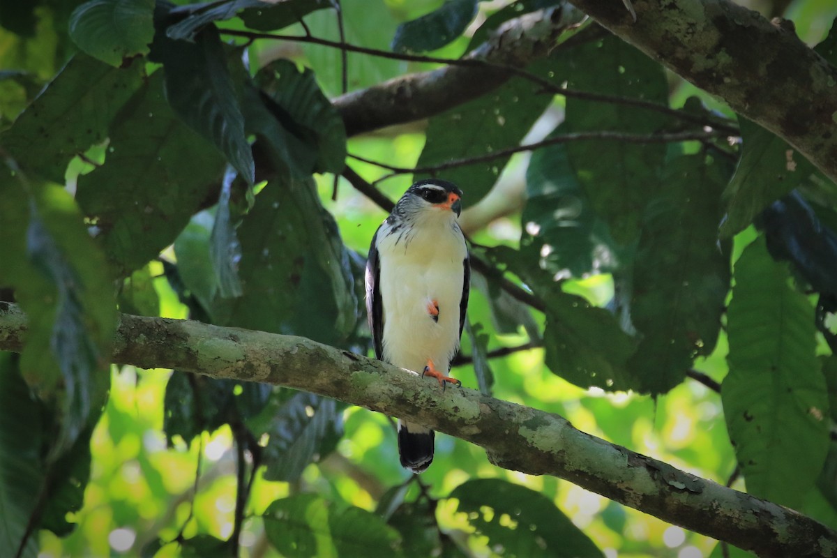White-browed Hawk - ML374214001