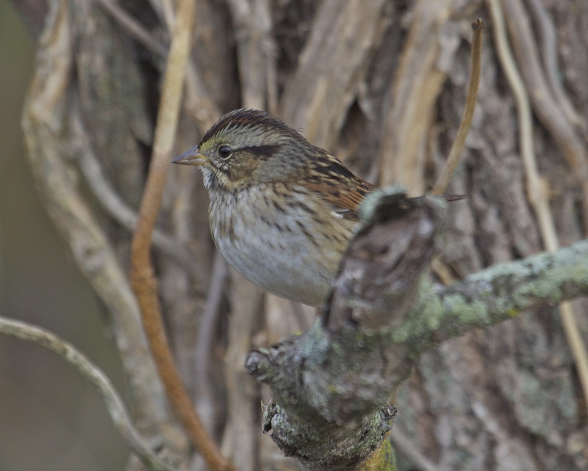 Swamp Sparrow - ML37421501