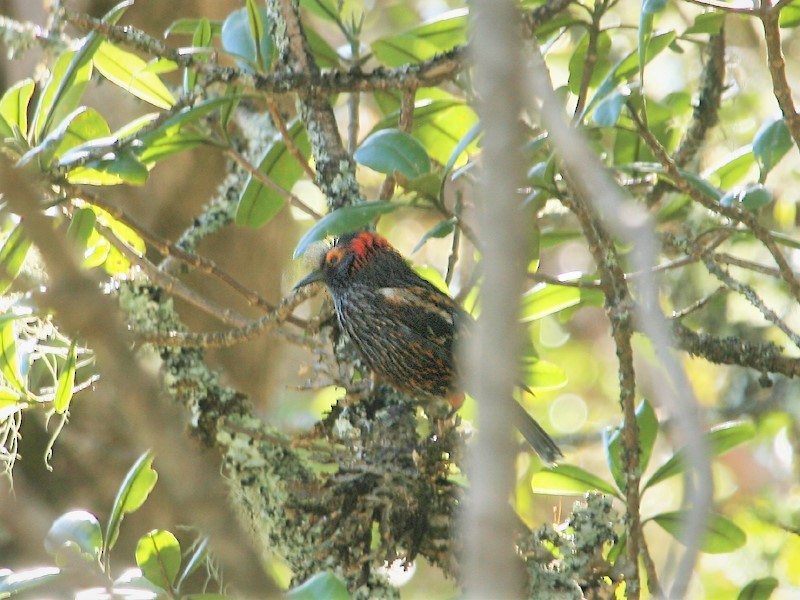 Haubenkleidervogel - ML374215091