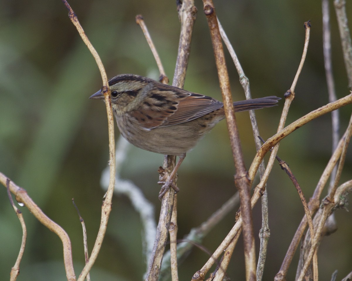 Swamp Sparrow - ML37421511