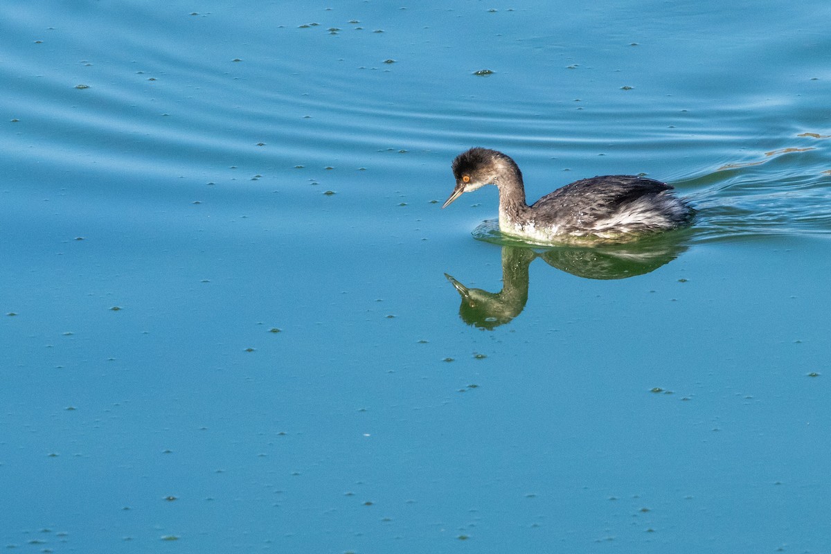 Eared Grebe - Betty Stevens