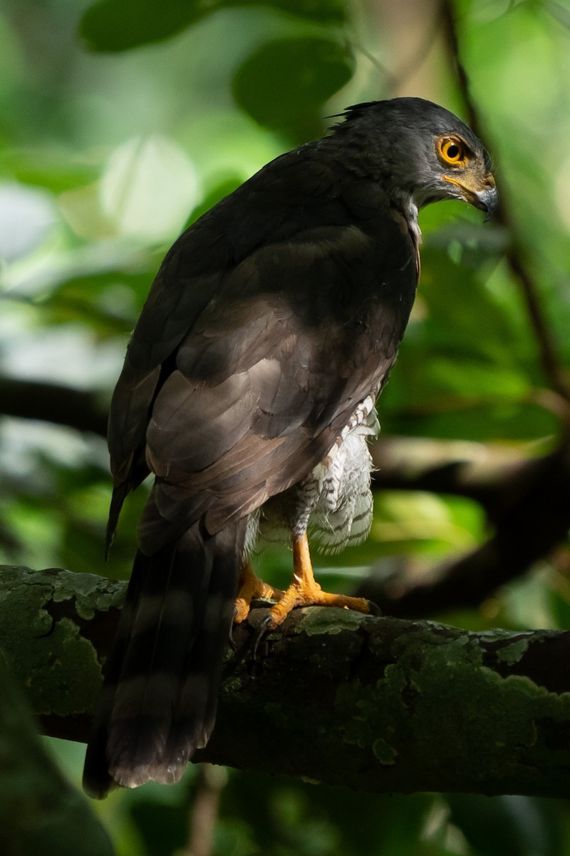 Crested Goshawk - ML374217621