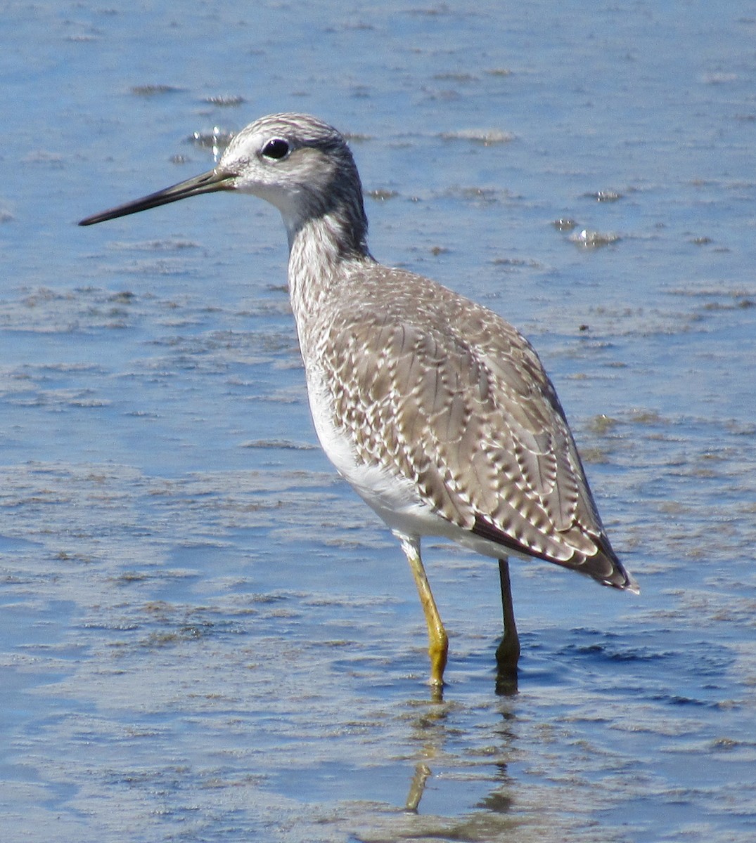 Greater Yellowlegs - ML374218271