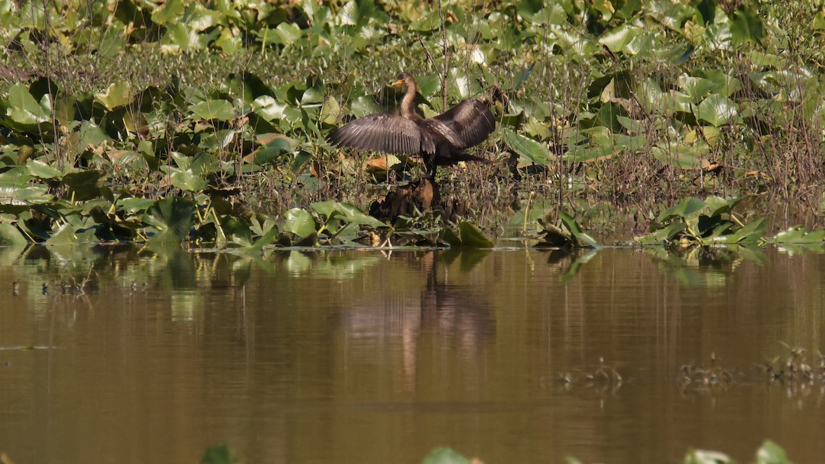 Double-crested Cormorant - fototaker Tony