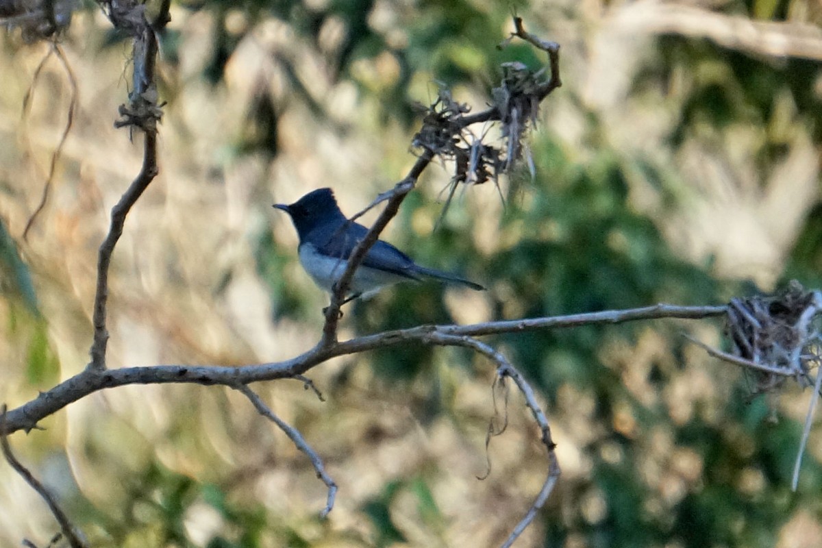 Leaden Flycatcher - ML37422141