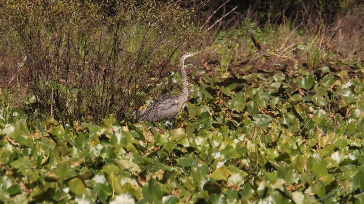 Great Blue Heron - ML374221671