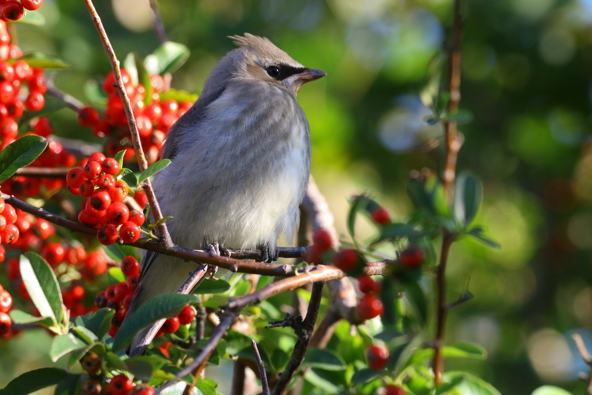 Cedar Waxwing - ML374222081