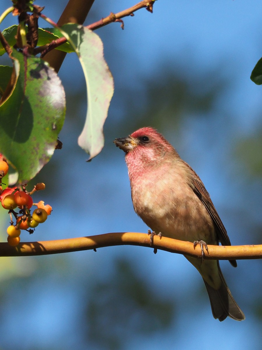 Purple Finch - ML374222201