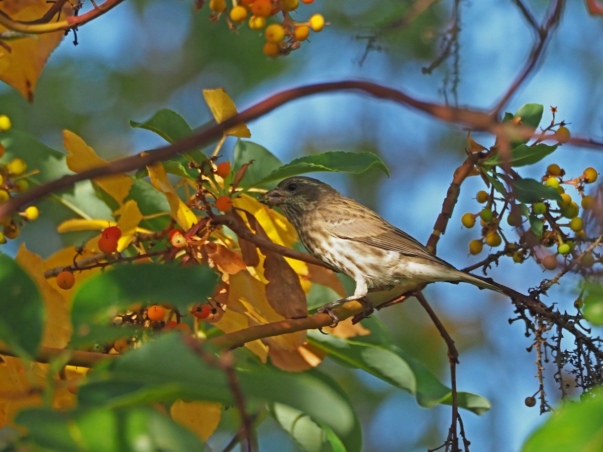 Purple Finch - ML374222241