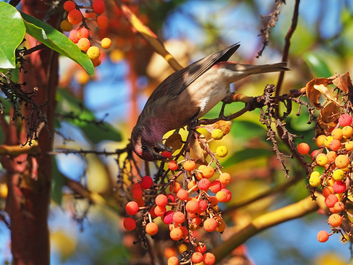 Purple Finch - ML374222321