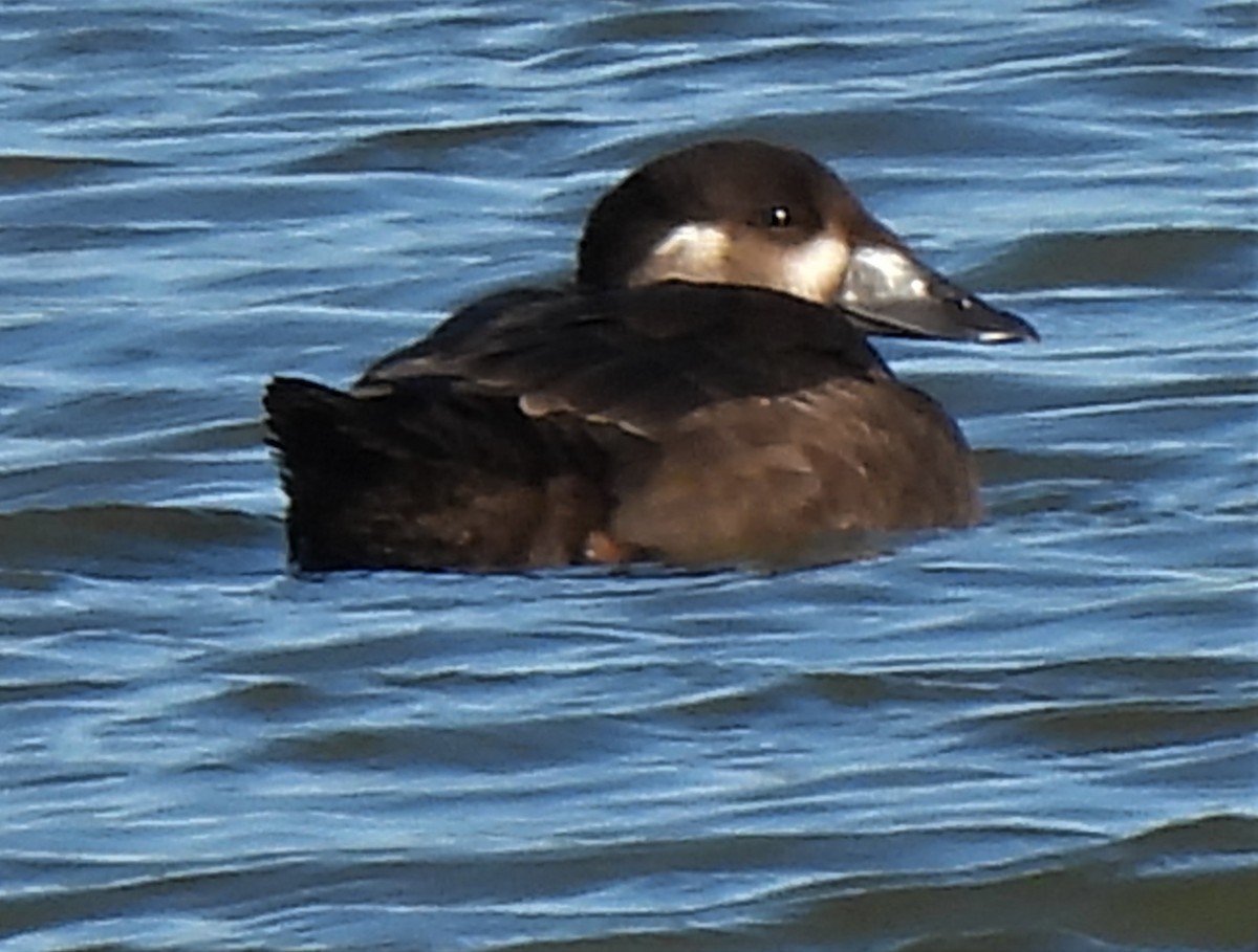 Surf Scoter - ML374223251