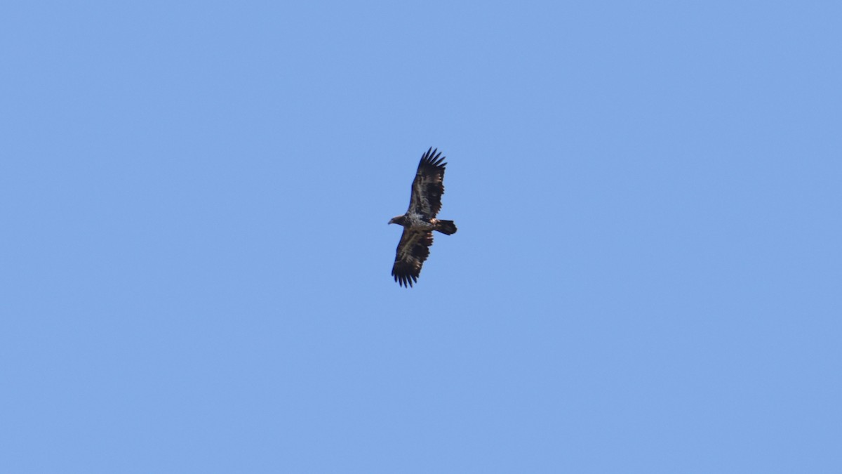 Bald Eagle - ML374224261