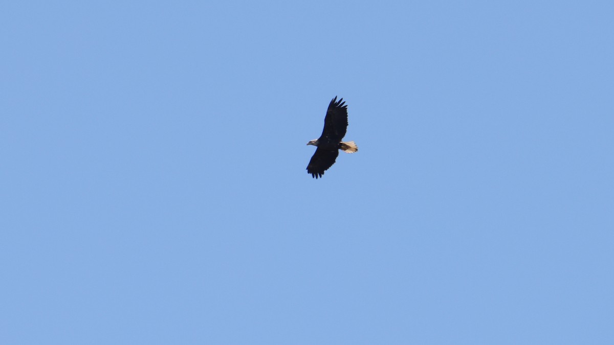 Bald Eagle - ML374224461