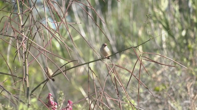 Star Finch - ML374227111