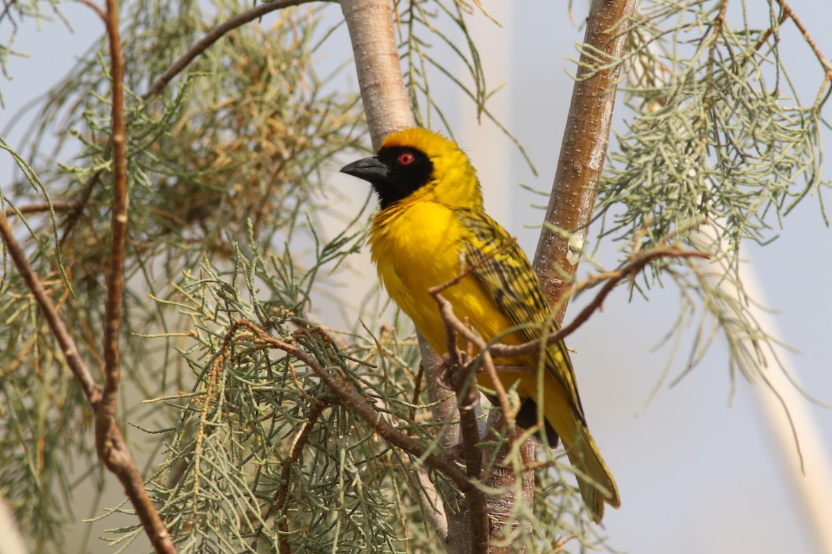 Southern Masked-Weaver - ML374227411