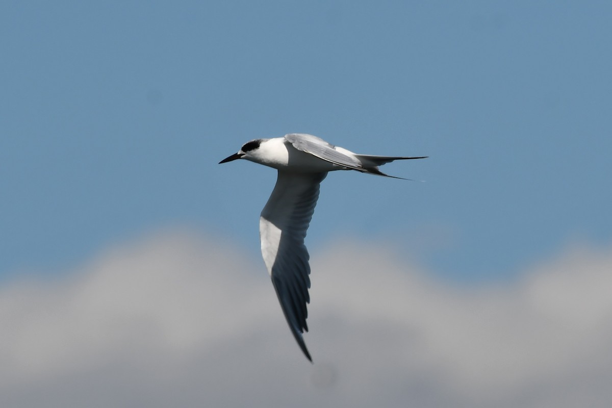 Forster's Tern - ML374228031