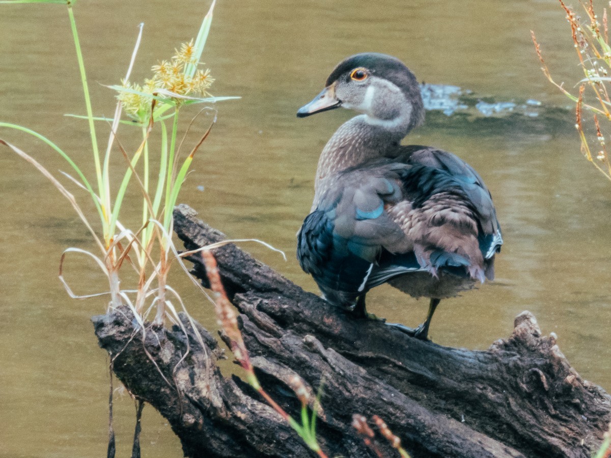 Wood Duck - ML374228631