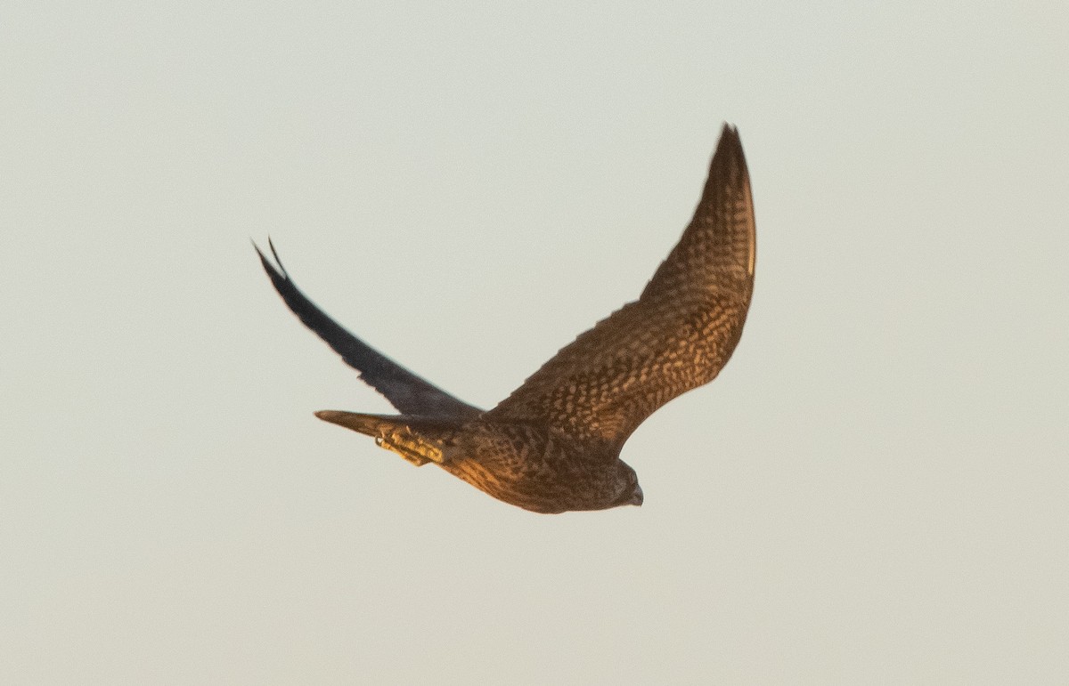 Peregrine Falcon - ML374228791