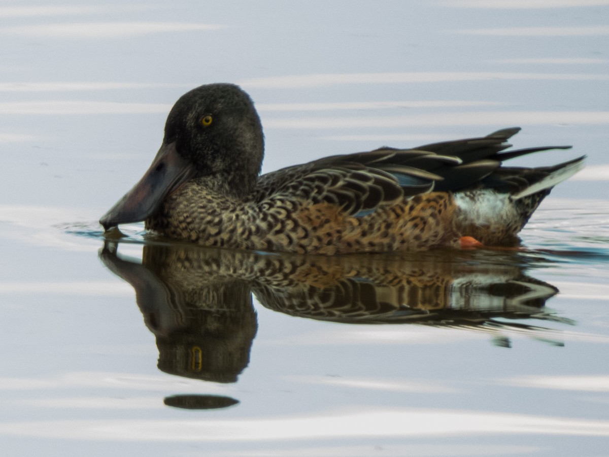 Northern Shoveler - ML374228981