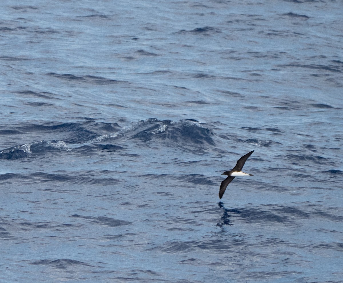 Tahiti Petrel - ML374229021