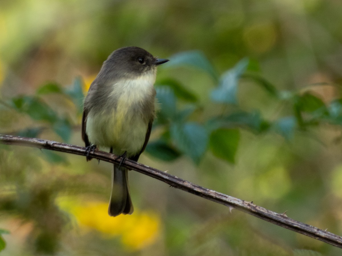 Eastern Phoebe - ML374229651