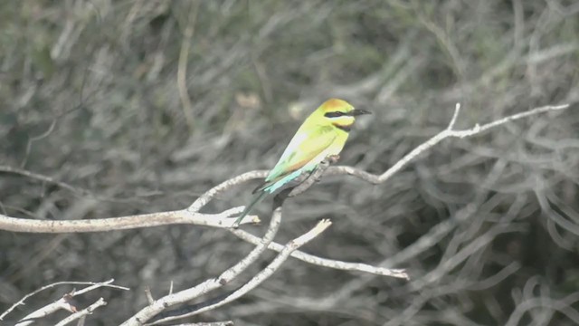 Rainbow Bee-eater - ML374230981