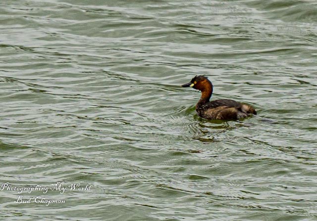 Little Grebe - ML374232001