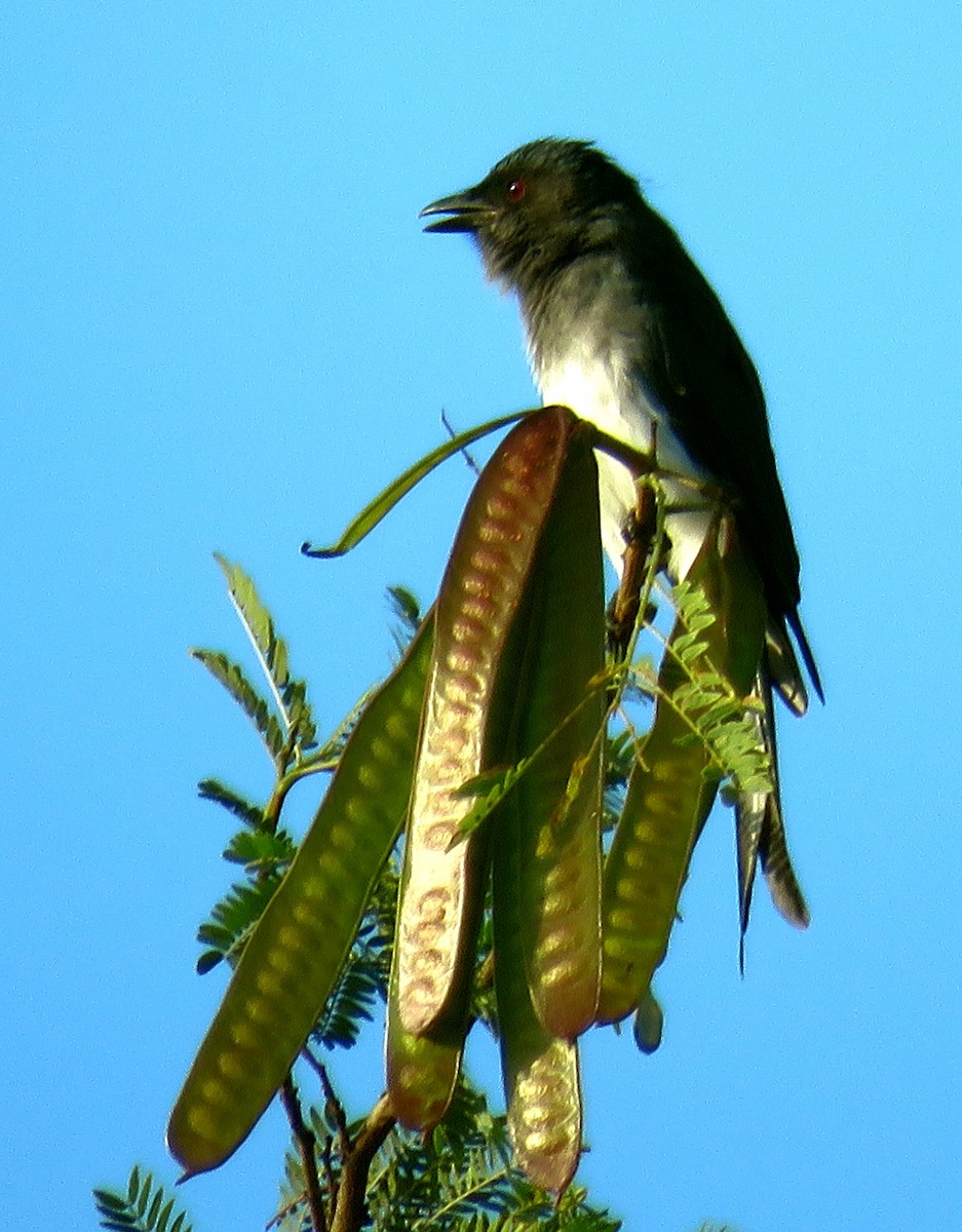 White-bellied Drongo - ML374233731