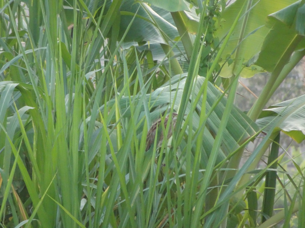 Yellow Bittern - ML374233931