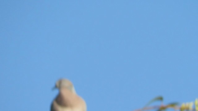 Spotted Dove - ML374234271
