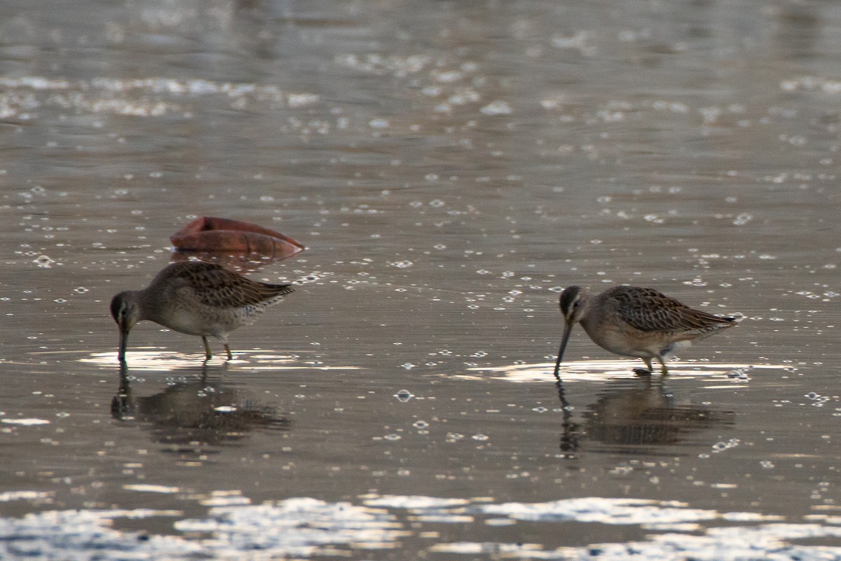 Long-billed Dowitcher - ML374237111