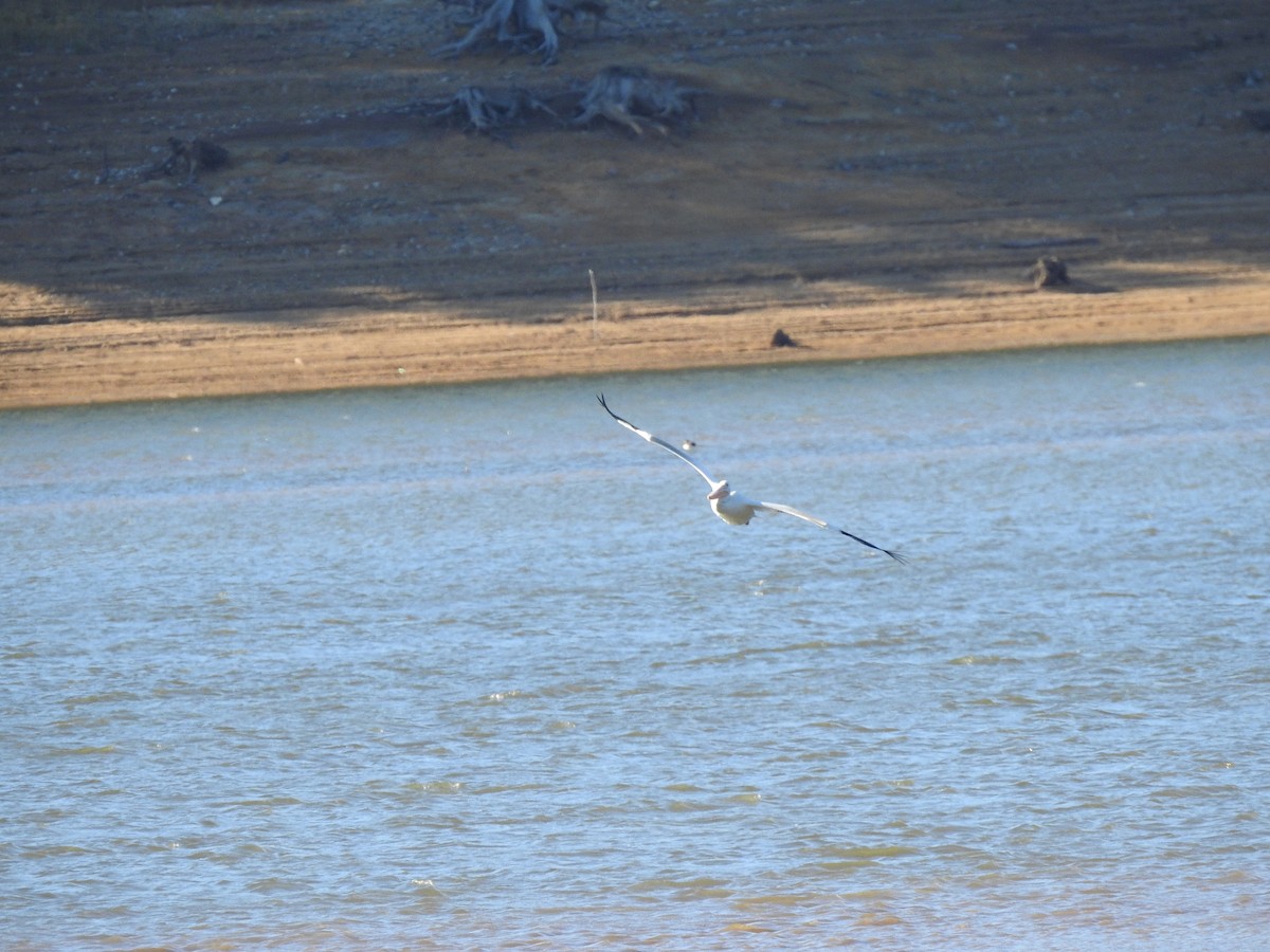 American White Pelican - ML374237331