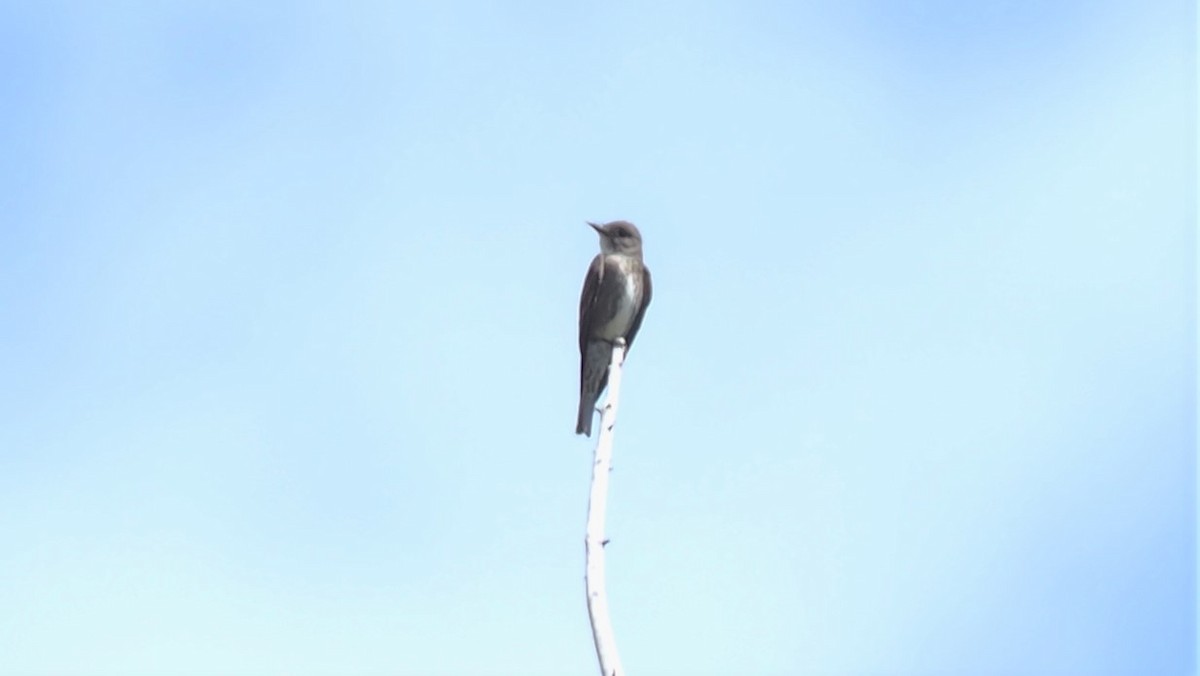 Olive-sided Flycatcher - ML374243291