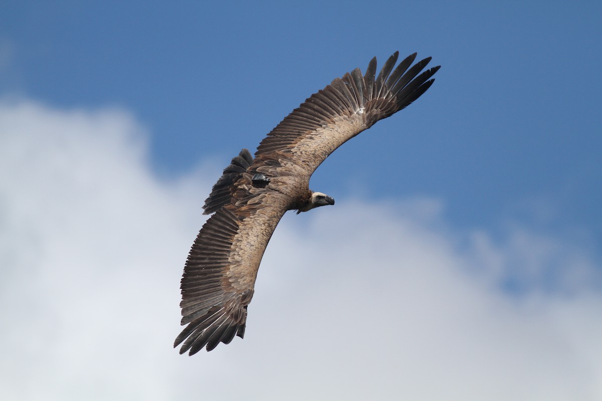 White-backed Vulture - ML374244671