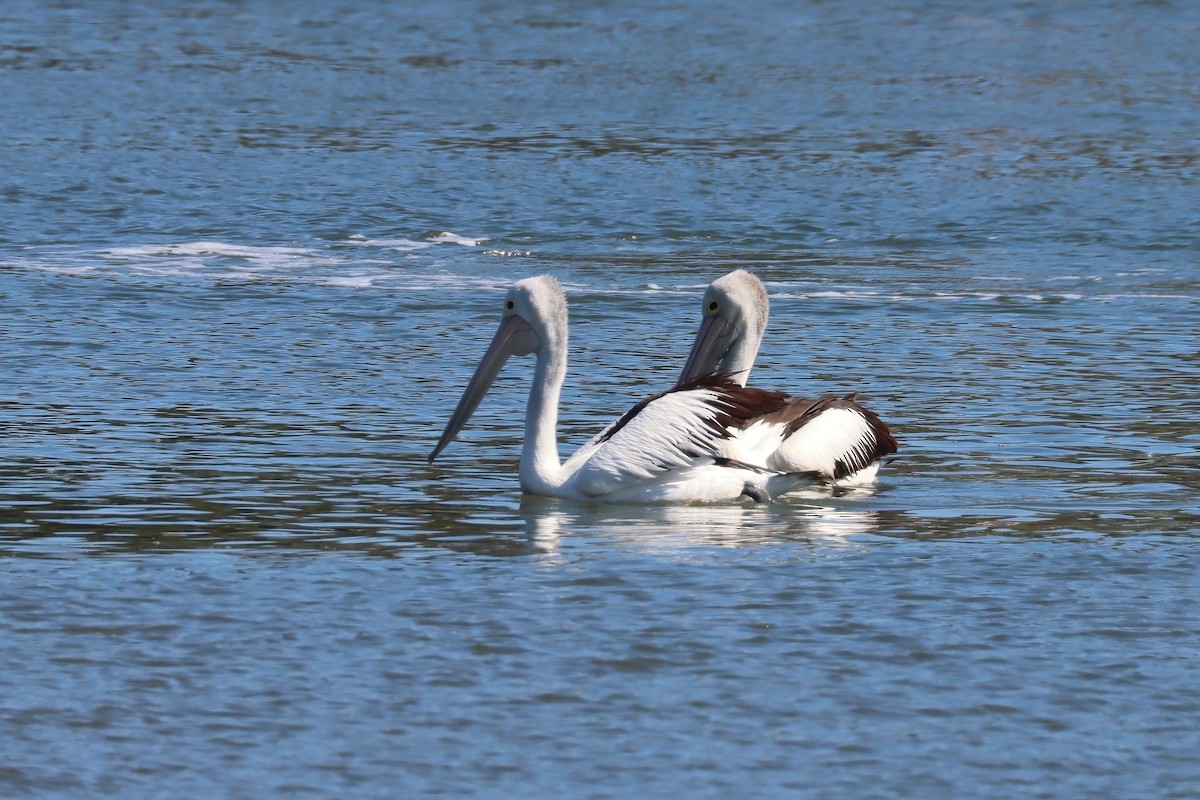 pelikán australský - ML374245491