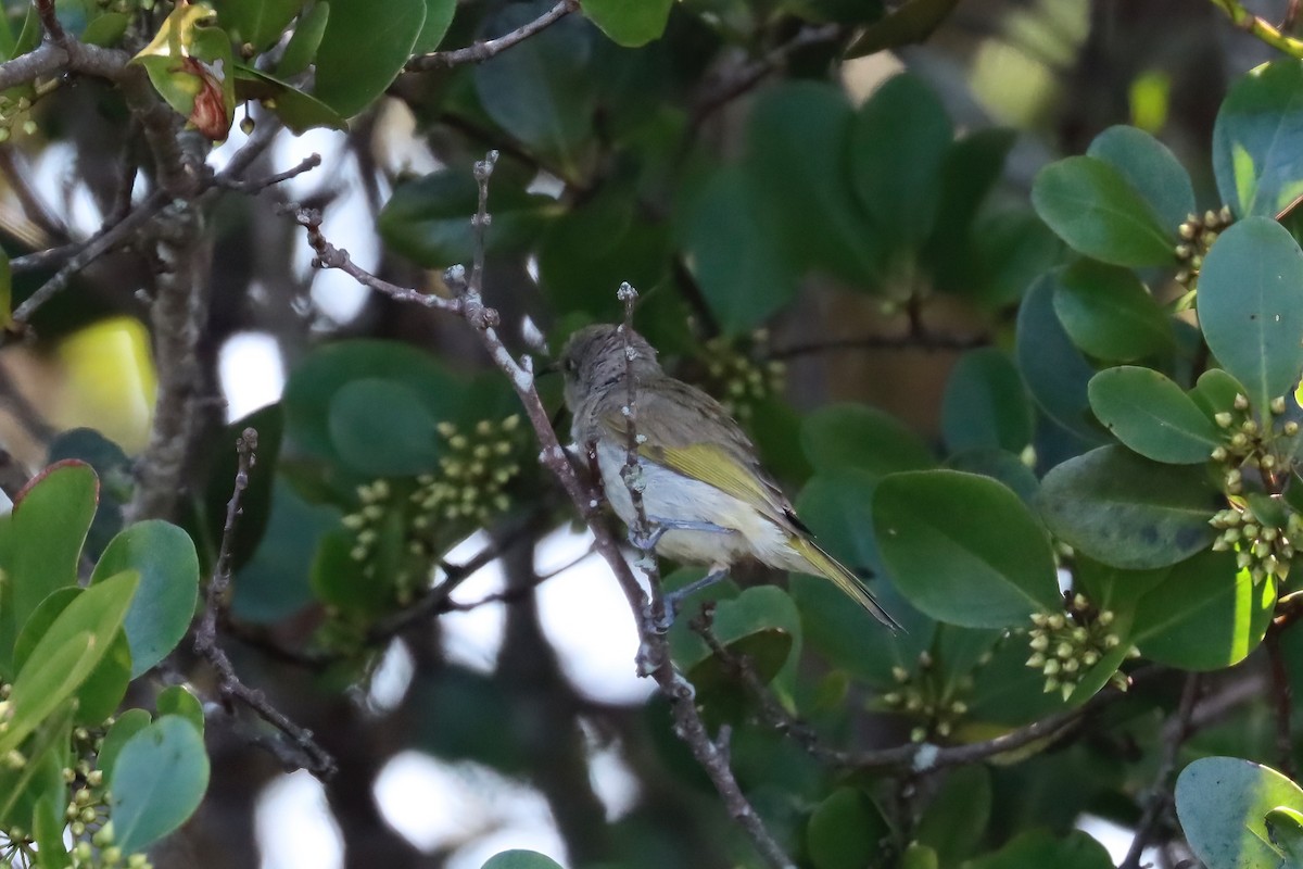 Brown Honeyeater - Dennis Devers