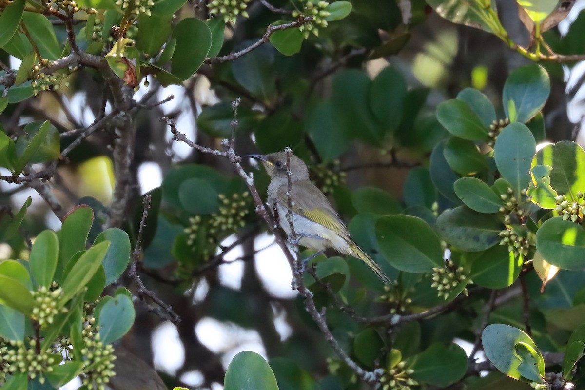 Brown Honeyeater - Dennis Devers