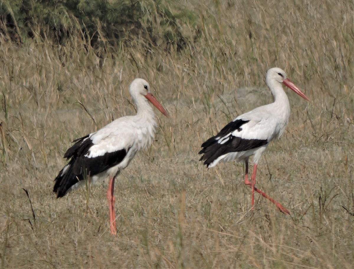 White Stork - ML374246731