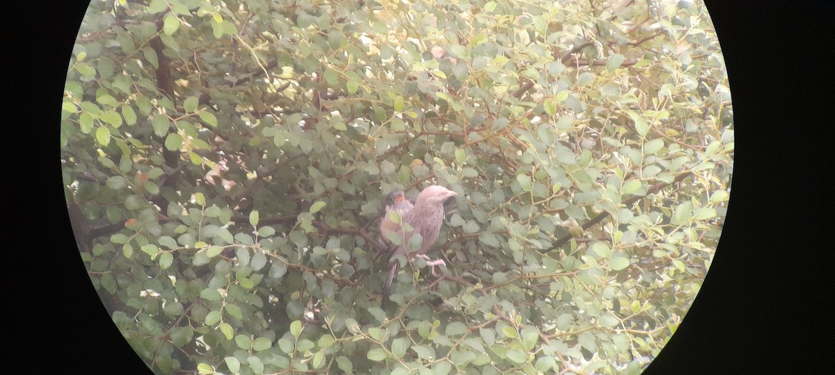 Pied Cuckoo - ML374248071