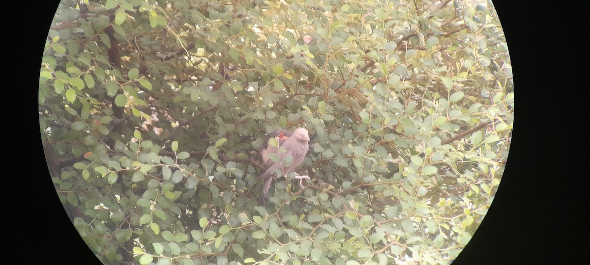 Pied Cuckoo - ML374248121